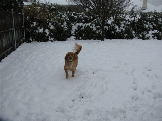 chloe in the snow 2-11-2010